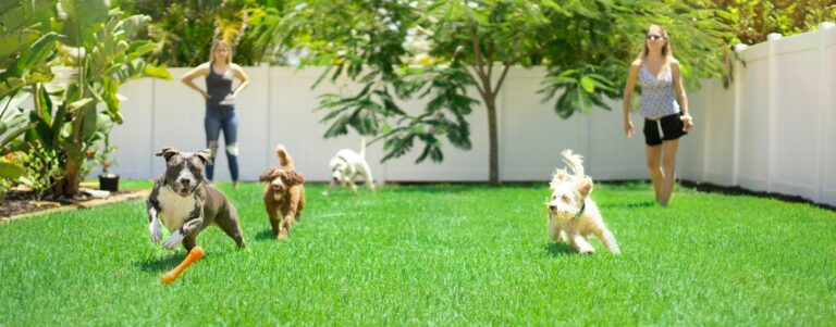 Flawless green artificial grass lawn compared to natural grass in an Arizona yard