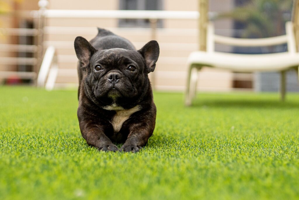 Rinsing pet artificial turf to prevent dog urine odor in the Arizona heat
