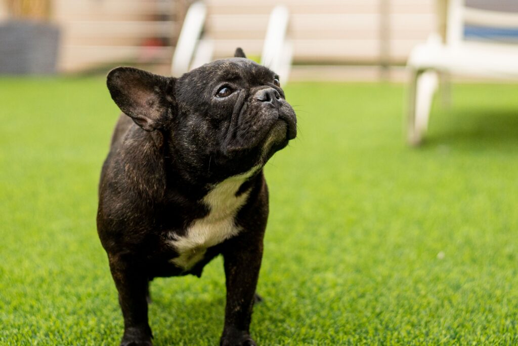 Happy dog on a clean artificial turf dog run in an Arizona backyard