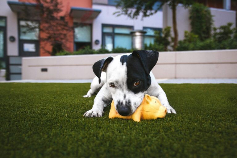 Happy dog on premium pet-grade artificial turf built for Arizona homes