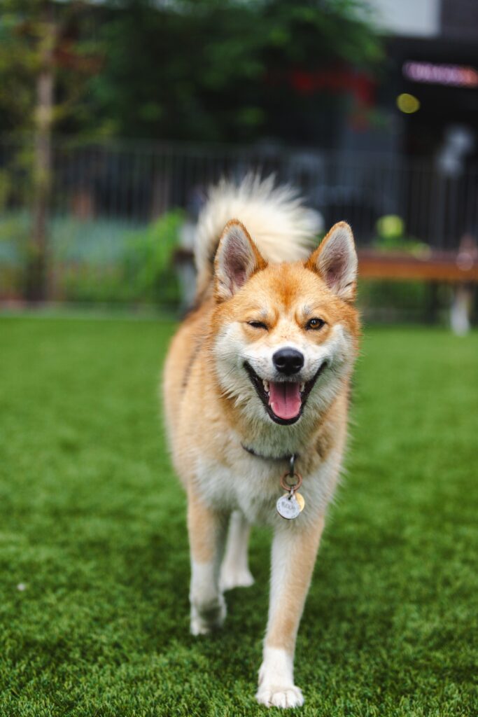 Active dog running on durable artificial turf that resists digging and damage