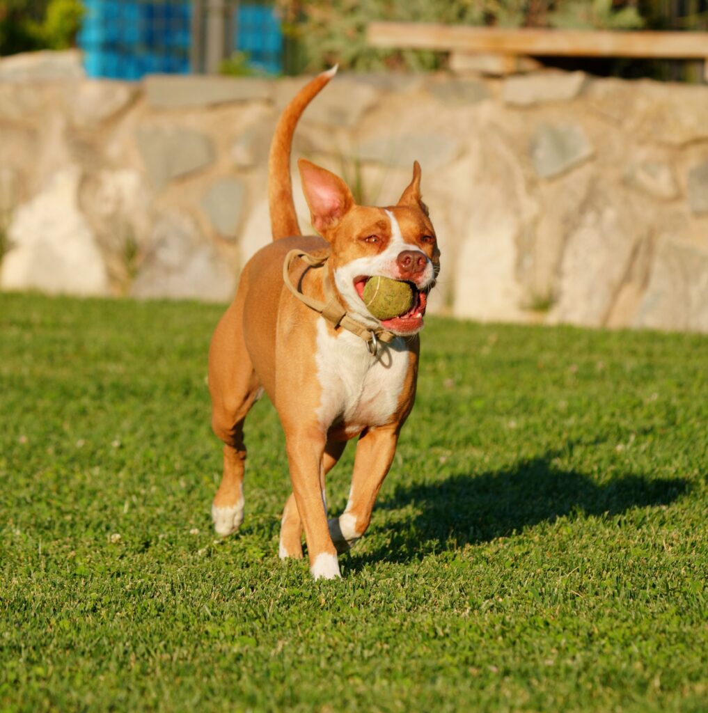 Dog relaxing on clean pet-friendly artificial turf in an Arizona backyard