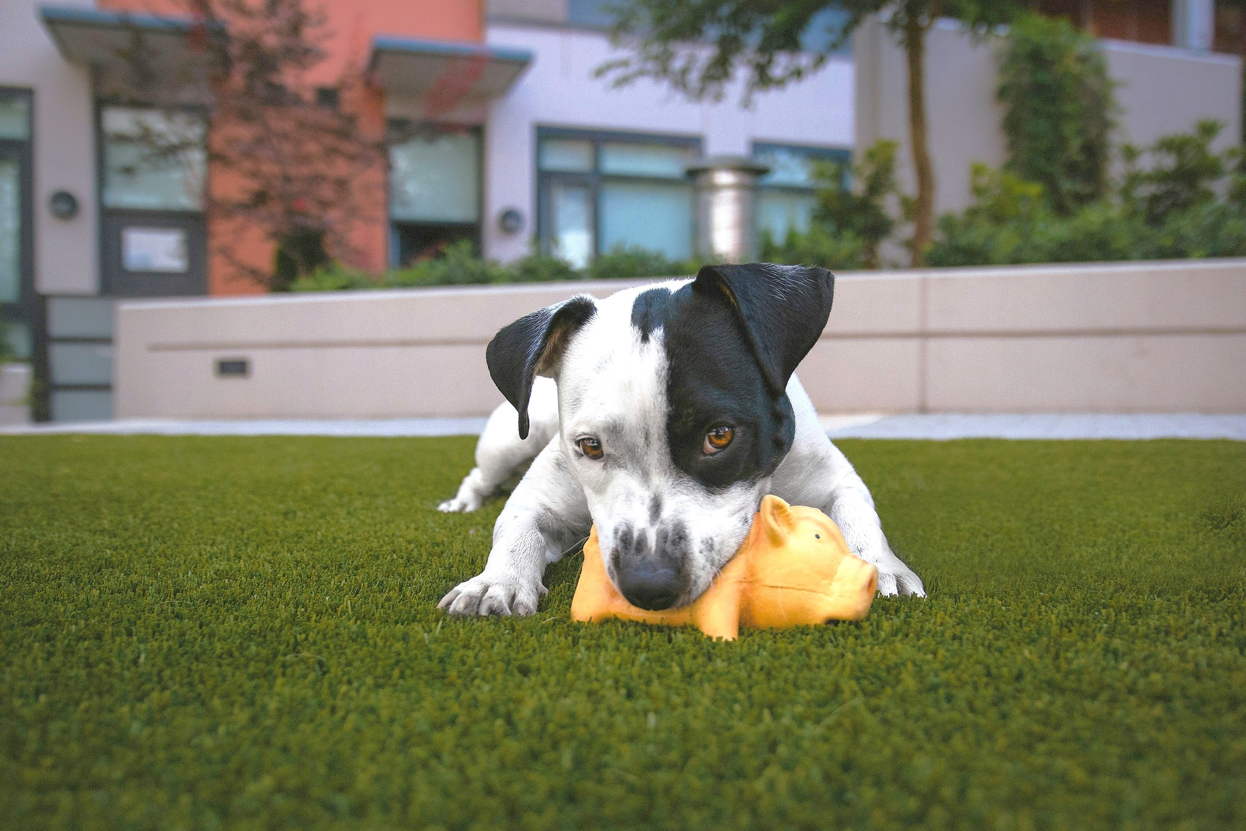 Pet-friendly artificial turf dog run by Turfscapes of Arizona in Phoenix